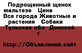 Подрощенный щенок мальтезе › Цена ­ 15 000 - Все города Животные и растения » Собаки   . Тульская обл.,Донской г.